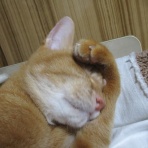 だいちゃんとはなちゃんの猫日記