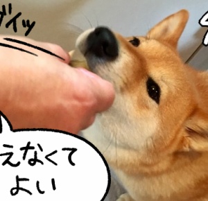 食べる 柴犬どんぐり三毛猫たんぽぽpowered By ライブドアブログ 食べる 柴犬どんぐり三毛猫たんぽぽpowered By ライブドアブログ