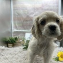 新人わんこ🐶🐕🐶