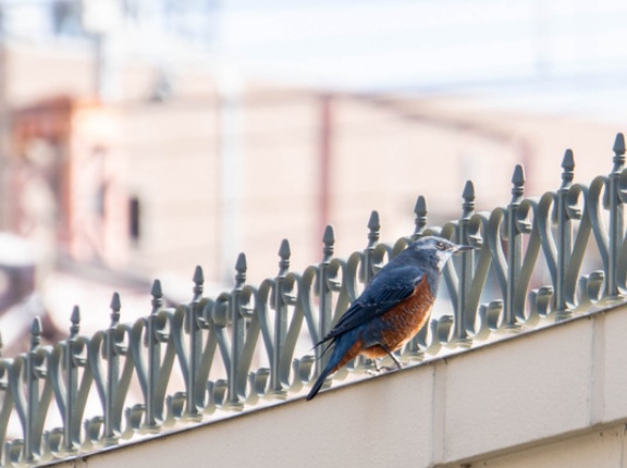 TimeOut「大阪で行くべきレストラン100」に選ばれた高槻のお店はどこ？【たかつきクイズ】