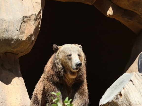 クマを殺すなとクレーム電話を入れてる女「自分は都市部に住んでるからクマに怯える気持ちわからない」