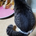 ビビりさんは スカンクにw