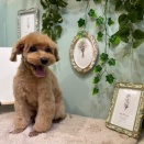 🎍2026年最初のトリミング🐕️❤️🎍