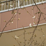 『開花宣言2025.』の画像