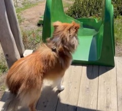 すべり台が好きな犬が…アルプスの長いすべり台に挑戦する（動画）