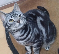 実物のﾈｺﾁｬﾝたちセカンド134