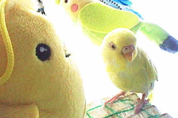 琥珀蘭柚子blogインコの秘密基地２ インコ達の夏