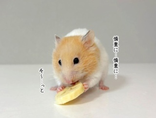 今日のプリン(7/29追記)