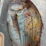 鮮魚・卸売・仕出し 丸庄