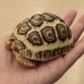 【リクガメ新入荷‼️】