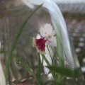 ウチョウラン　培養ビンのなかで咲いた花