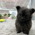 新人わんこ🐕 ͗ ͗ ͗