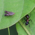 ちょっとだけ不思議な昆虫の世界（３）