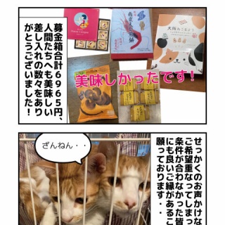 しゃーねこ家のblog