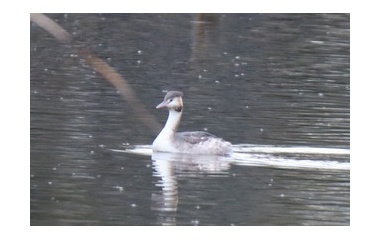『令和6(2024)年1月16日の鳥さん Vol.3　21世紀の森と広場で野鳥の観察･撮影 普通種ばかりだけど､カンムリカイツブリが登場!!』の画像