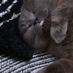 猫カフェ ねこまんまBlog