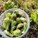 フキノトウとウド