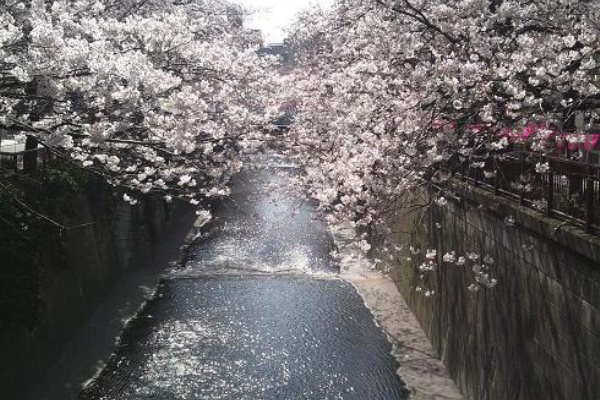 渋谷 代官山タウン情報 花見 渋谷 代官山タウン情報 花見