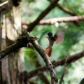 埼玉某所にあの野鳥を探しに行きました！