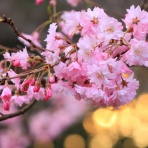 みちくさんぽ♬（人生道草散歩）