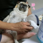 はなパグ