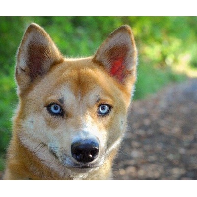 画像 犬種最強カースト作ったで見て見て あにまるファミリア