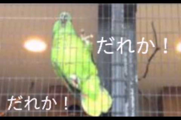 だれかー と叫ぶインコ インコのしーちゃん