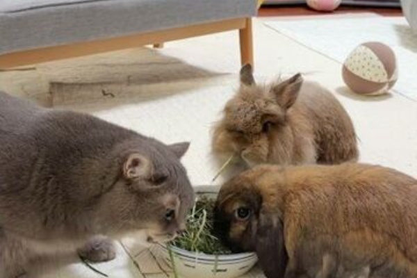 うのくらし - うさねこ