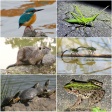 落合公園で撮影した生き物の写真