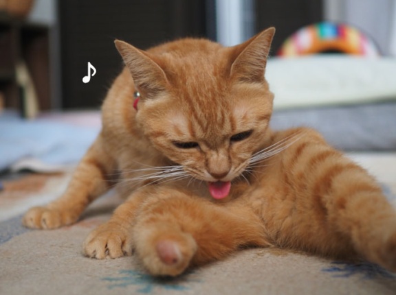 やさぐれ風猫♪