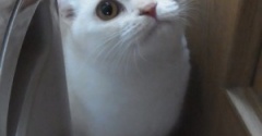 手のかかる子猫を育ててくれたひなたの命日