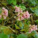 鋸山５月