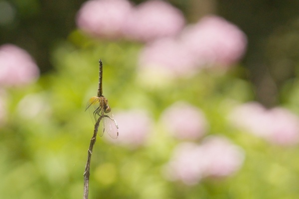birdpapaの鳥遊録Ⅱ