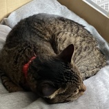 ちゃんと会話が成り立っています