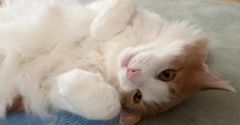 夏用品に替えたときの猫たちの反応それぞれ
