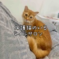 【PR記事】保護猫のいるネイルサロン　※どちらかというと保護猫のPRです。