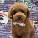 トイプー　シャンプー　別府店　児玉