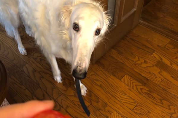 ウチのナマモノ 超大型犬と暮らす