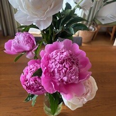芍薬だらけ。