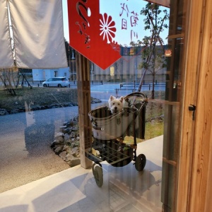 黄色くなっちゃったまりちゃん 何した たかシェフのおうちごはん と 白い犬 と チワワ Powered By ライブドアブログ