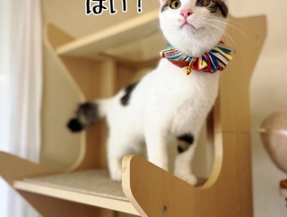 巣立ちの歌☆白駒とどちらさま