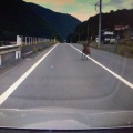 シカのジェットストリームアタック遭遇ダイエット