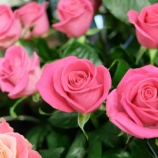 �ؿ����ʼ���ΥХ�ʥԥ󥯷ϡˡ��Х�ե����ˤơ٤β���