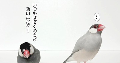 ペレット事情がまた変化しました