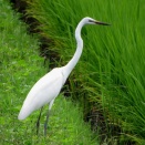 手賀沼沿岸の探鳥記(サシバ若鳥の姿を求めて)