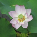 玉城城の大賀蓮