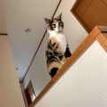 キャリコちゃんも階段の手すりに登ってます