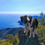 ひろいびと 清掃登山犬達と三重県の山ゴミ拾い清掃活動記録