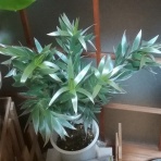 これもありかな！？