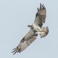 2025年7月15日の野鳥公園